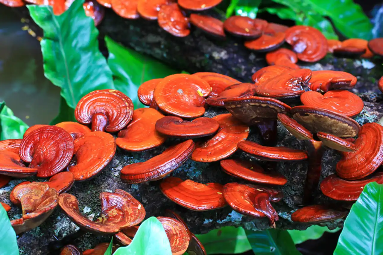 Boost Your Immune Health with Organic Reishi Powder
